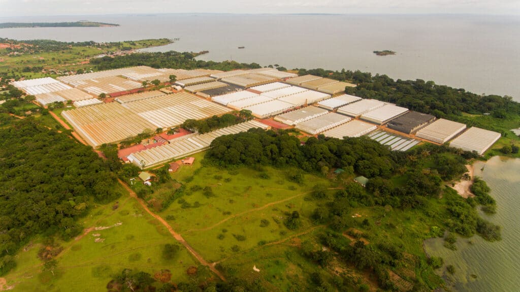 Beekenkamp drone shot of greenhouses in Uganda