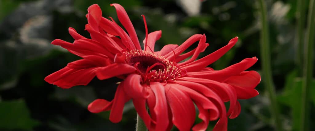 Dümmen Orange Gerbera close up