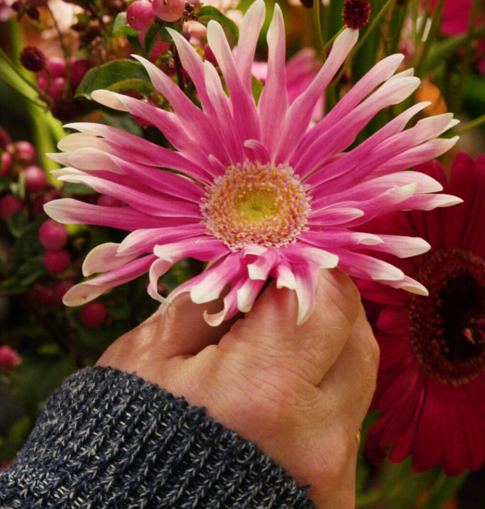 Dümmen Orange hand grabbing pink gerbera