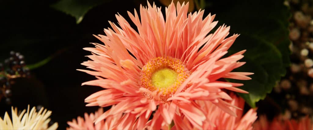 Dümmen Orange close up gerbera