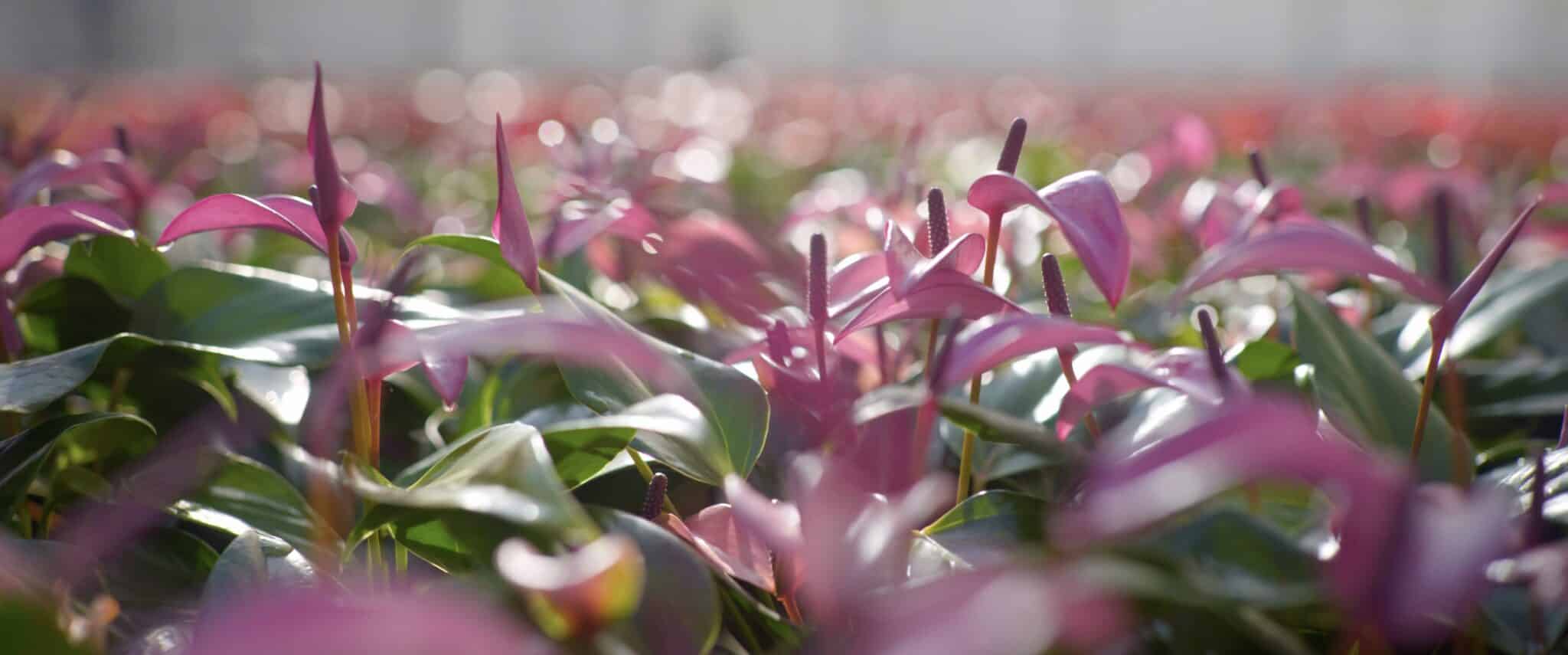 Stolk Brothers anthurium pink in field
