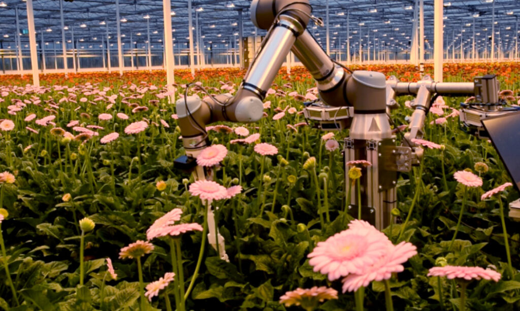 Harvesting robot inside of greenhouse